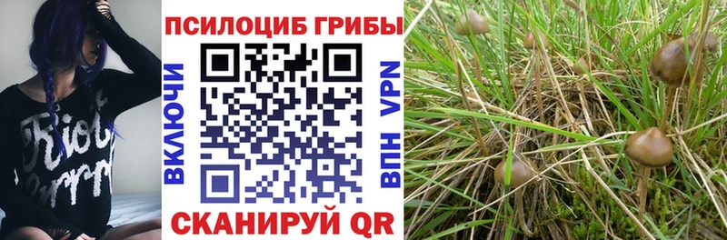 Купить где  Среднеколымск  Псилоцибиновые грибы Psilocybe 